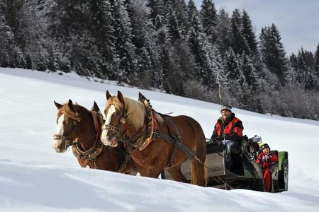Neue Perspektiven: In der Pferdekutsche zieht die Winterlandschaft ganz gemächlich vorüber