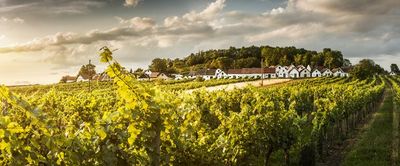 Beruehmt für ihre hervorragenden Weine