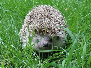 Mähroboter können für Igel, Frösche aber auch für Hunde und Katzen lebensgefährlich sein Mähroboter können für Igel, Frösche aber auch für Hunde und Katzen lebensgefährlich sein