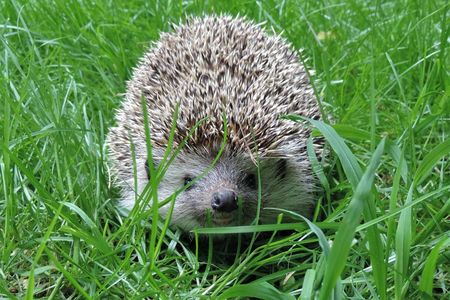 Mähroboter können für Igel, Frösche aber auch für Hunde und Katzen lebensgefährlich sein