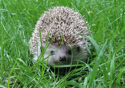 Mähroboter können für Igel, Frösche aber auch für Hunde und Katzen lebensgefährlich sein
