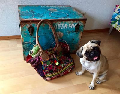 Der Mops will reisen
