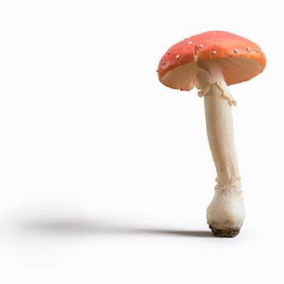 Vorsicht Fliegenpilz - zu besichtigen im Museum Wiesbaden