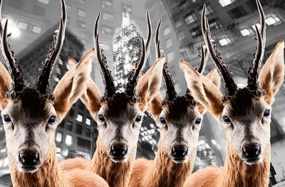 Urban Animals Zebras - Fotokunst Norbert Schaefer