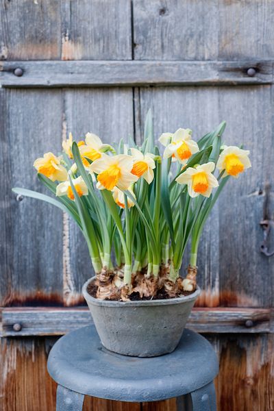 Stil Blumen Osterdekoration Osterglocke Stil Blumen Osterdekoration Osterglocke