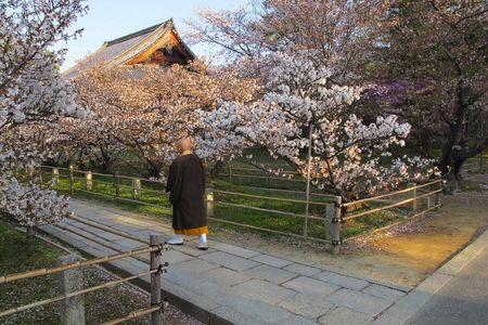 Sakura - Naturschauspiel in Japan