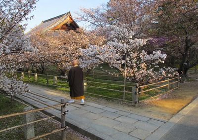 Sakura - Naturschauspiel in Japan