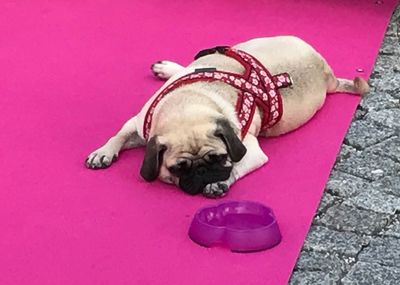 Auch bei unserem Redaktions Mops Adele liegen die Nerven blank, wenn die Werbegelder fuer die GFDK ausbleiben bleibt auch der Fressnapf leer