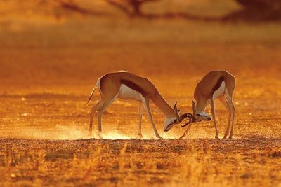 Reisen Lernidee Afrika Springboecke Reisen Lernidee Afrika Springboecke