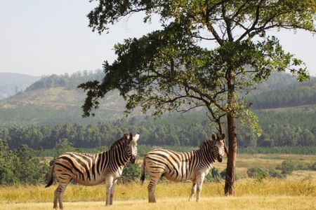 Afrika von seiner schönsten Seite - 24 Tage Tour durch Südafrika, Lesotho und Swaziland
