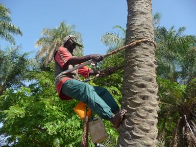 Sengegal Kokospalme