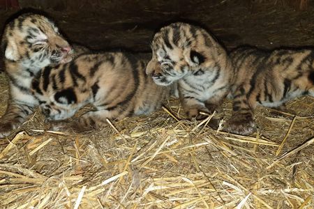 VIER PFOTEN deckt illegalen Tigerhandel in Litauen auf