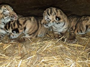 VIER PFOTEN deckt illegalen Tigerhandel in Litauen auf VIER PFOTEN deckt illegalen Tigerhandel in Litauen auf