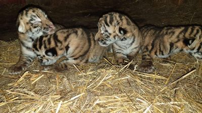 VIER PFOTEN deckt illegalen Tigerhandel in Litauen auf