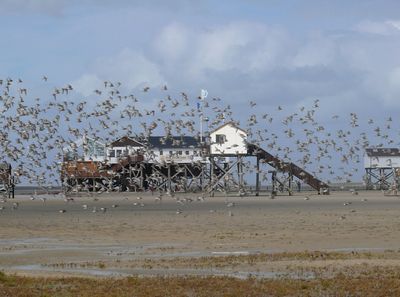 Wattenmeer Station