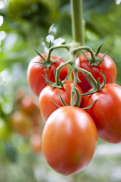 SanLucar Tomatenstrauch
