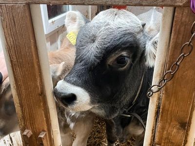 Tiroler Grauvieh: Wer mag, besucht die seltene Rinderrasse im Stall