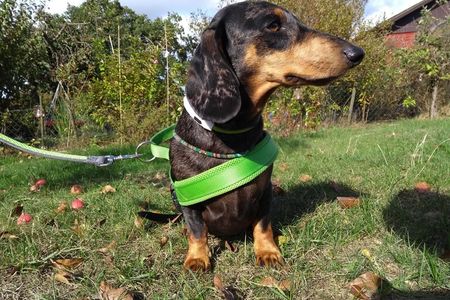 Manche Hunde sind einfach Frostbeulen oder haben eben von ihrer Natur aus niedrigen Temperaturen nur wenig entgegenzusetzen