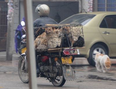 Hunde werden in Indonesien auf dem Markt geschlachtet und verkauft