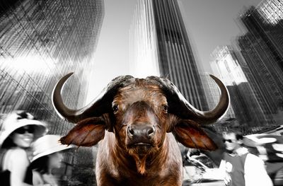 Urban Animals Büffel - Fotokunst Norbert Schaefer