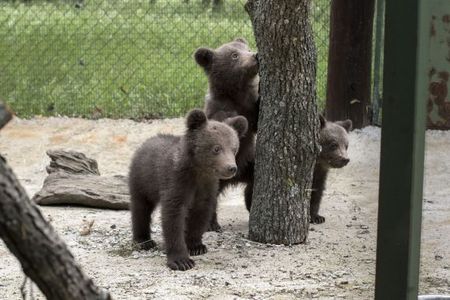 Mit 15 Monaten und jeweils rund 50 Kilo sind die Baeren, Radostina, Jonas und Mitko nun alt und kraeftig genug, um allein in der Wildnis zu ueberleben