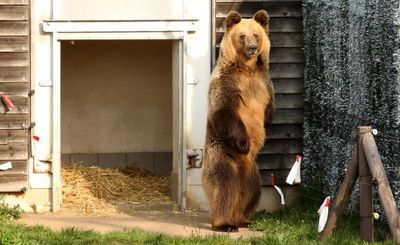 VIER PFOTEN bringt die dreibeinige Braunbaerin Dushi aus albanischem Zoo nach Deutschland