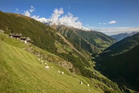 Gleich zwei vom Aussterben bedrohte Nutztierrassen züchtet Familie Gamper auf ihrem „Roter Hahn“-Hof Gfall im Südtiroler Schnalstal