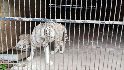 Suppenwuerfel und Wein aus Tigerknochen Made in Germany. Laut VIER PFOTEN Recherchen bringt ein lebender Tiger bis zu 22.000 Euro