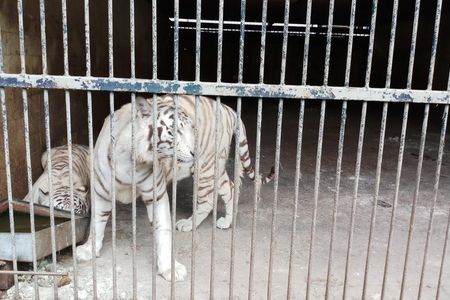 Suppenwuerfel und Wein aus Tigerknochen Made in Germany. Laut VIER PFOTEN Recherchen bringt ein lebender Tiger bis zu 22.000 Euro