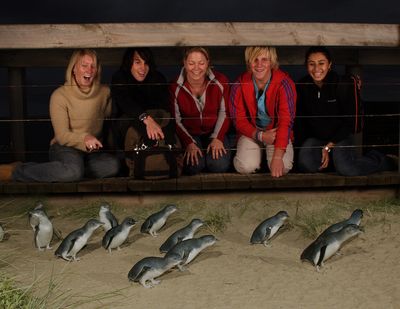 Reisen Australien Pinguin