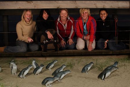 Reisen Australien Pinguin