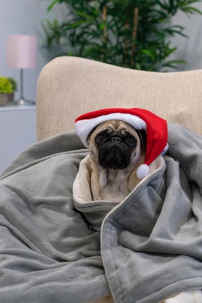 Der Weihnachts-Mops Adele