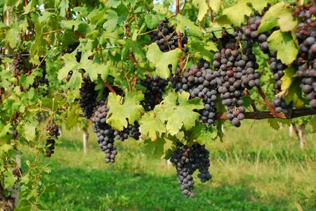Colline Novaresi Wein