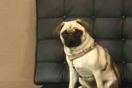 Unser Content-Marketing Mops Adele kann es nicht glauben