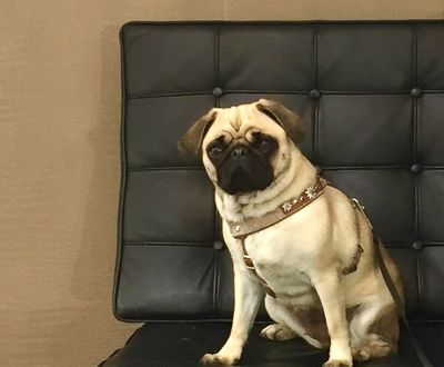 Unser Content-Marketing Mops Adele kann es nicht glauben