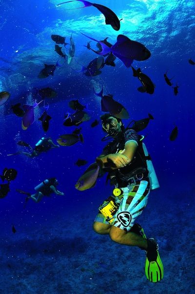 Reisen Tahiti Tauchen