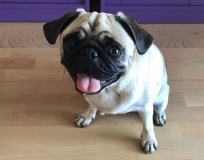 Das findet unser Mops Adele ganz klasse die Tierretter von Hamburg