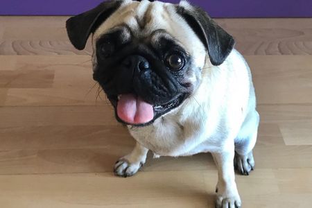 Das findet unser Mops Adele ganz klasse die Tierretter von Hamburg