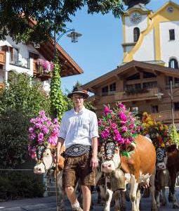 Hoam geht’s, heißt es Ende September fuer die Kuehe in der Region Wilder Kaiser in Tirol im Tal werden Senner und Tiere von Einheimischen wie Gaesten willkommen geheissen