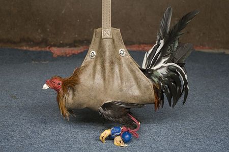 Kampfhahn wird vorbereitet - Erik Levine