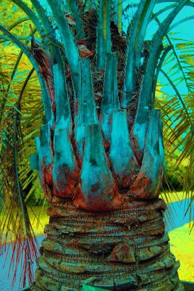 Hans-Juergen Linden Palm Garden Hans-Juergen Linden Palm Garden