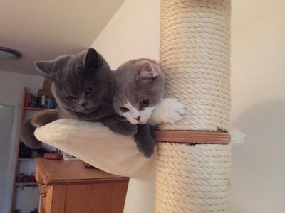 Ohne Katzen am Weltkatzentag auch kein Cat Content. Und der laeuft im Netz bekanntlich wie geschnitten Whiskas