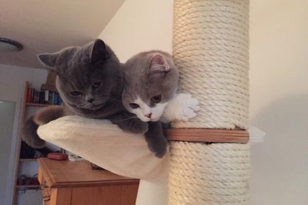 Ohne Katzen am Weltkatzentag auch kein Cat Content. Und der laeuft im Netz bekanntlich wie geschnitten Whiskas