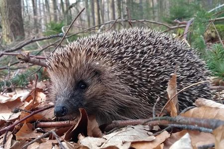 Der Winter nah, Tipps, wie man Igeln in Not helfen kann