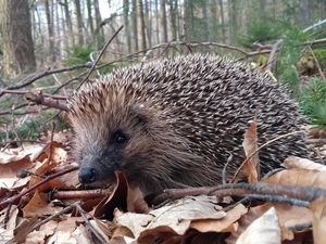 Der Winter nah, Tipps, wie man Igeln in Not helfen kann Der Winter nah, Tipps, wie man Igeln in Not helfen kann