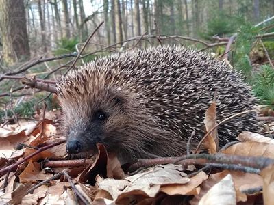 Der Winter nah, Tipps, wie man Igeln in Not helfen kann