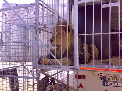 Tierleid auf Tournee, die Haltung von Wildtieren im Zirkus ist Tierquaelerei, wie der Loewe im engen Zirkuswagen