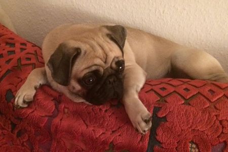 Marketing-Mops Adele bleibt lieber auf der Couch