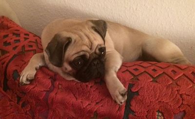 Marketing-Mops Adele bleibt lieber auf der Couch