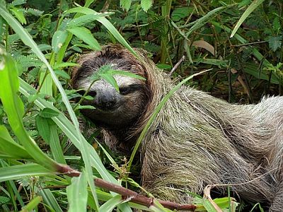 Reisen Costa Rica Faultier